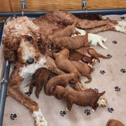 Mother of Red Standard Irishdoodle Puppys: HEAVENLY GRACIE, f1 red standard Irishdoodle.