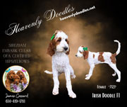 Photo of Heavenly Mary Quinn x Heavenly Rusty red Standard Irishdoodle Puppy.