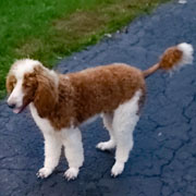 Father of Standard Irishdoodle Puppys: HEAVENLY RUSTY, AKC red and white parti standard poodle.
